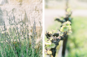 lavender and grape vines winery wedding Santa Ynez Valley