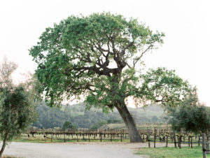 sunset oak tree in Santa Ynez Valley