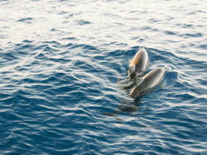 dolphins on Oahu sailboat tour